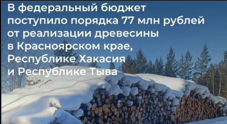 В Федеральный бюджет поступило порядка 77 млн рублей от реализации древесины в Красноярском крае, Республике Хакасия и Республике Тыва